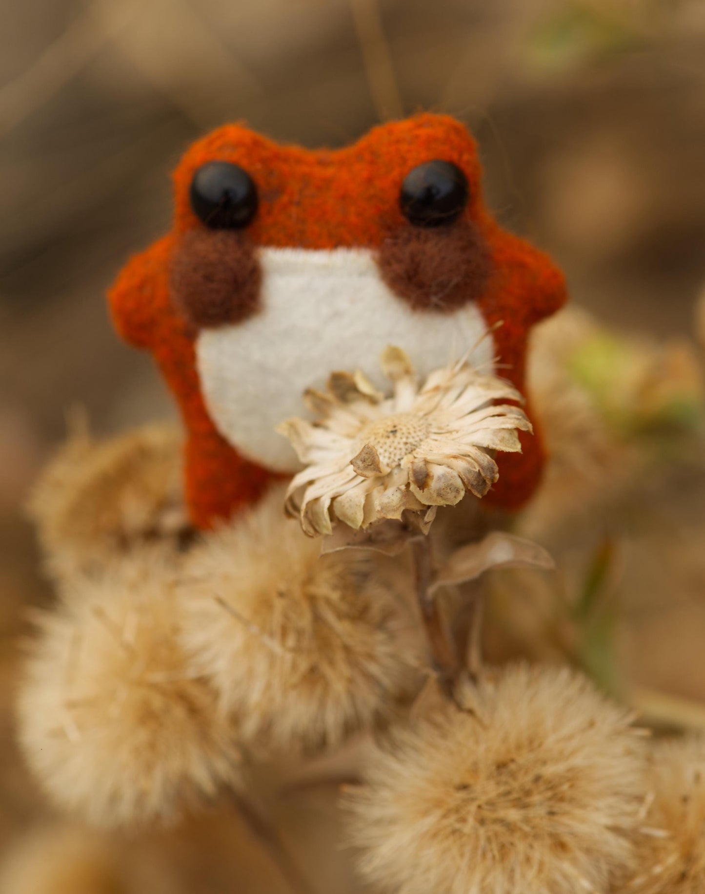 Pumpkin the Pocket Frog