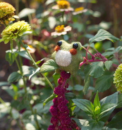 Twig the Pocket Frog
