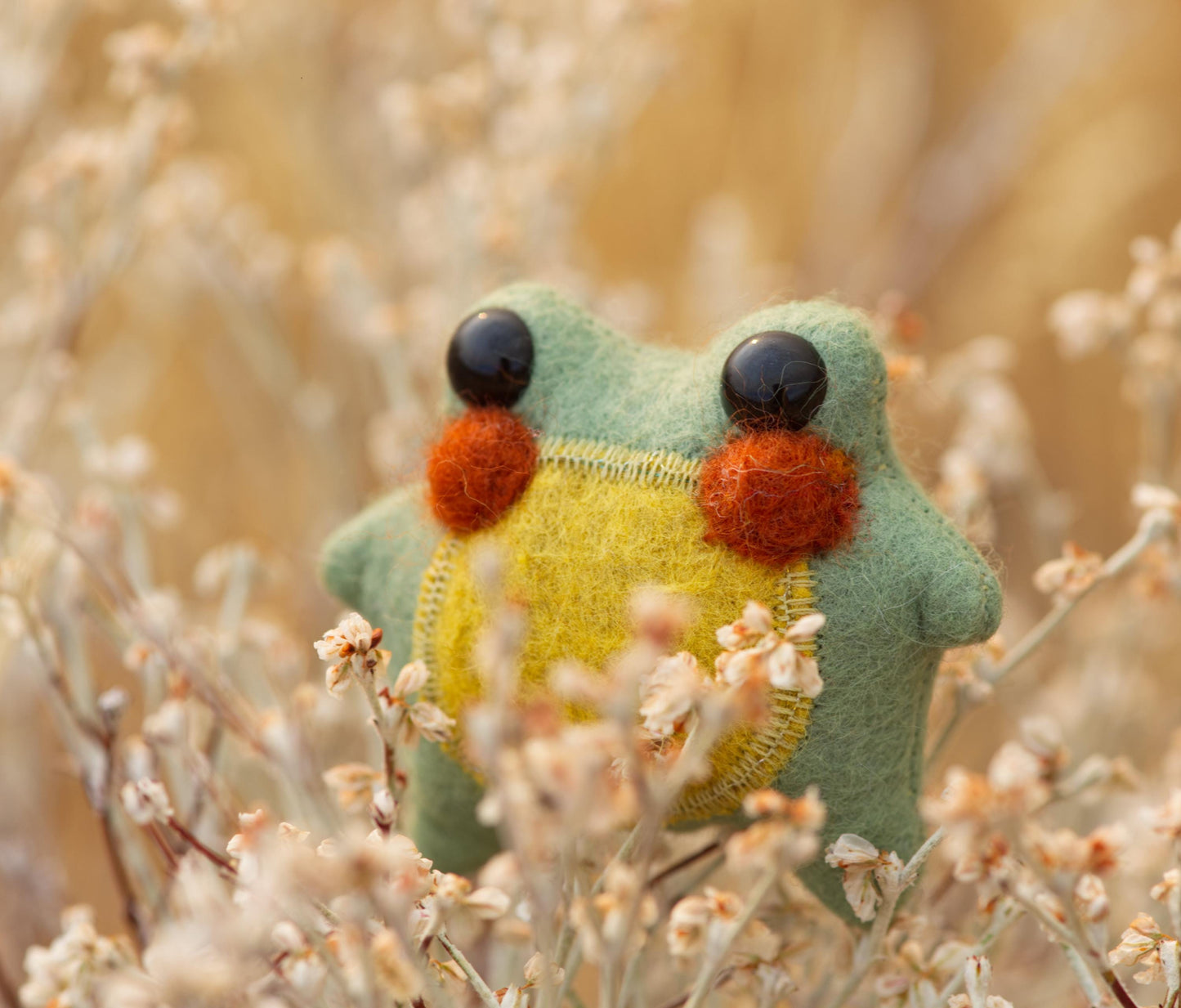 Sage the Pocket Frog