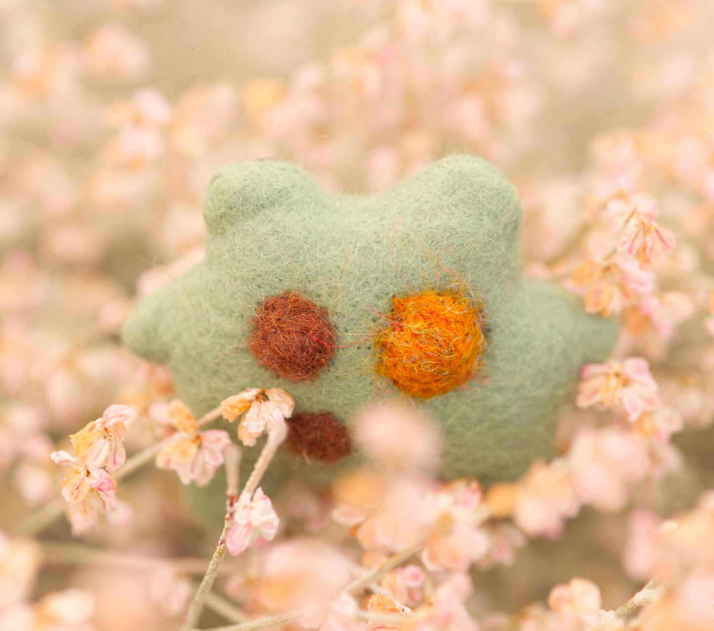 Sage the Pocket Frog