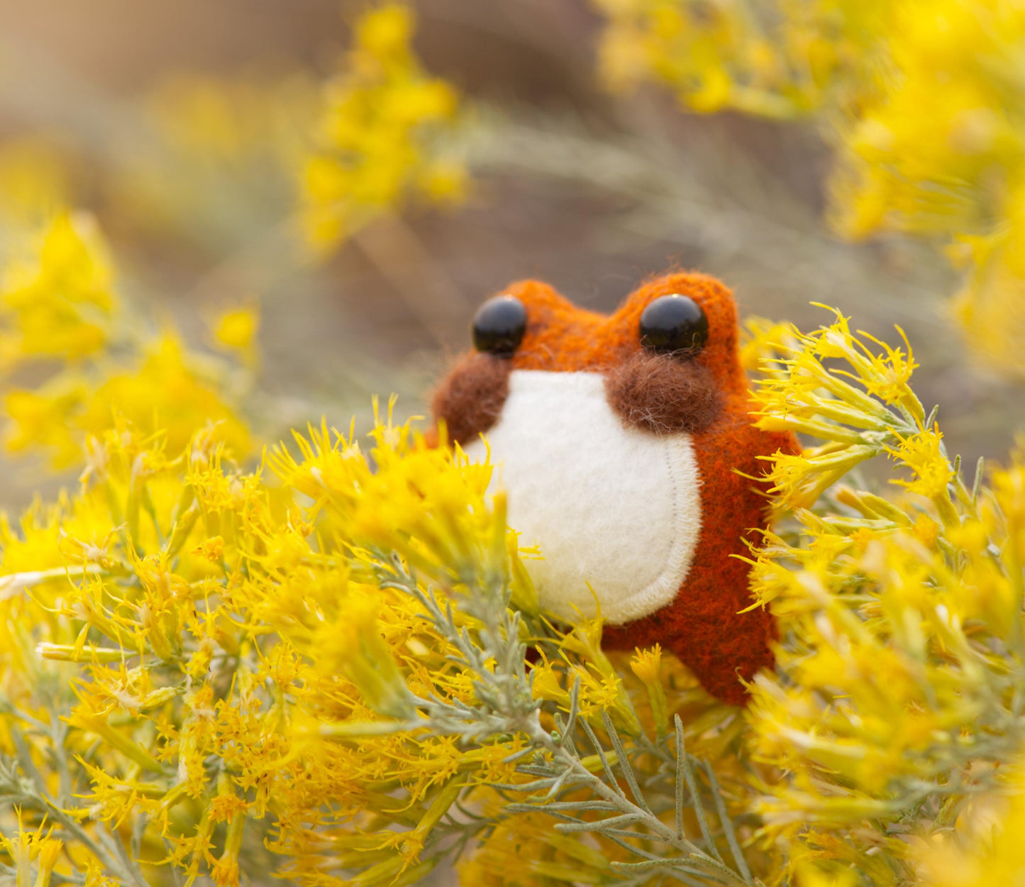 Pumpkin the Pocket Frog