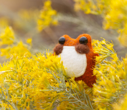 Pumpkin the Pocket Frog