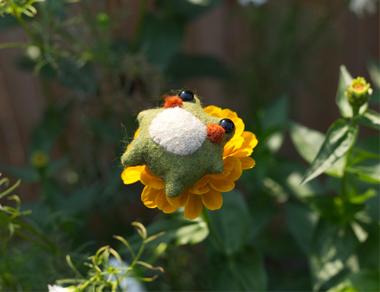 Twig the Pocket Frog