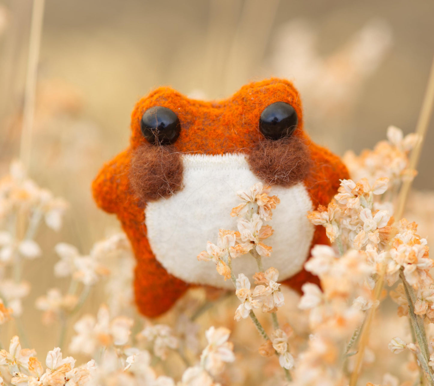 Pumpkin the Pocket Frog