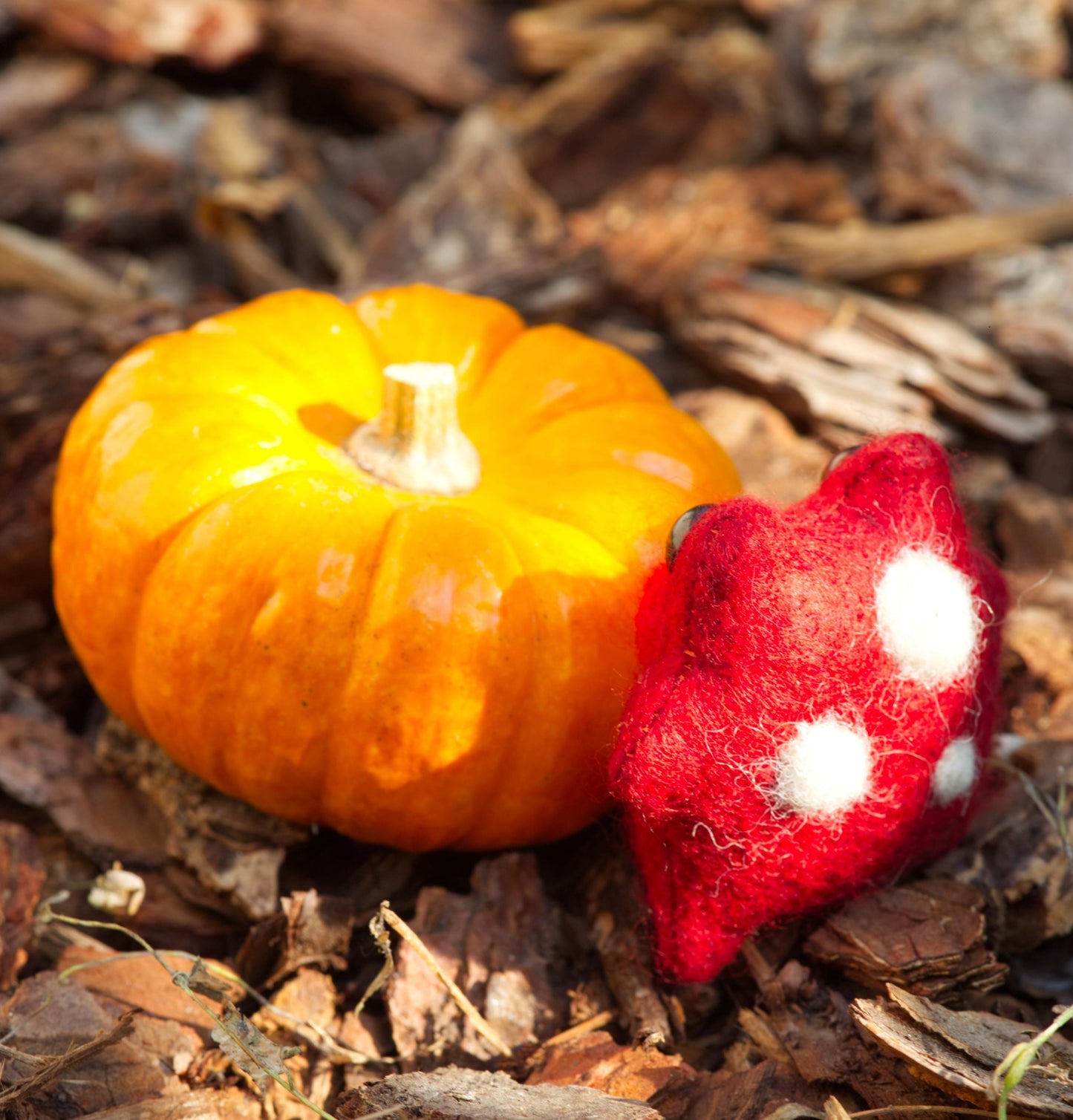 Pixie the Mushroom Pocket Frog
