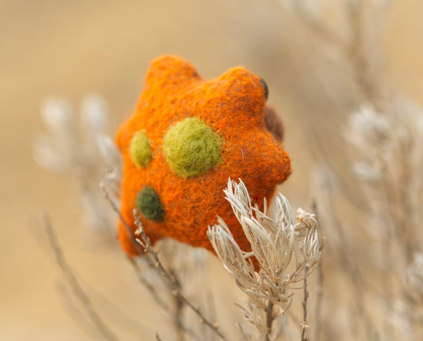 Pumpkin the Pocket Frog