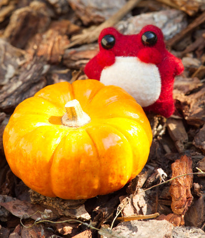 Pixie the Mushroom Pocket Frog