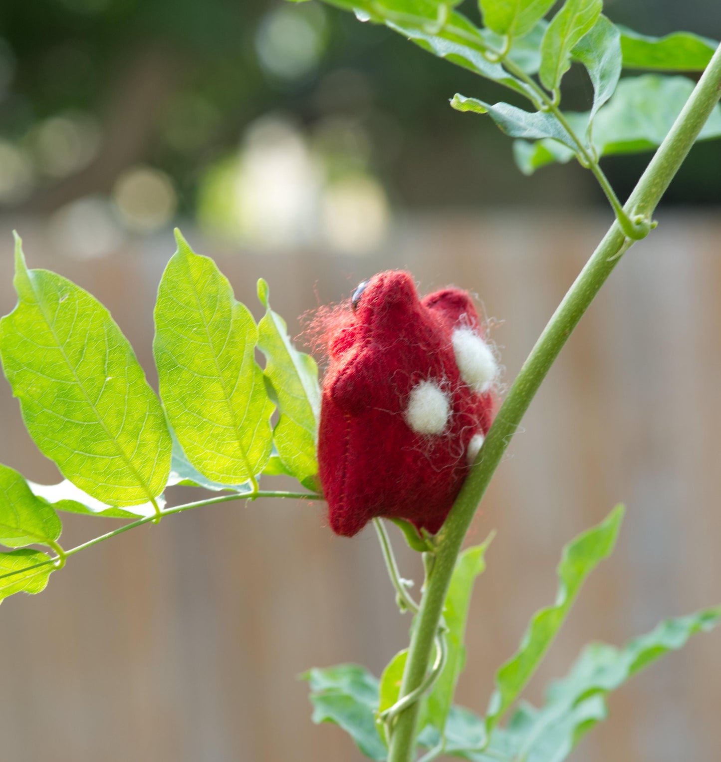 Pixie the Mushroom Pocket Frog