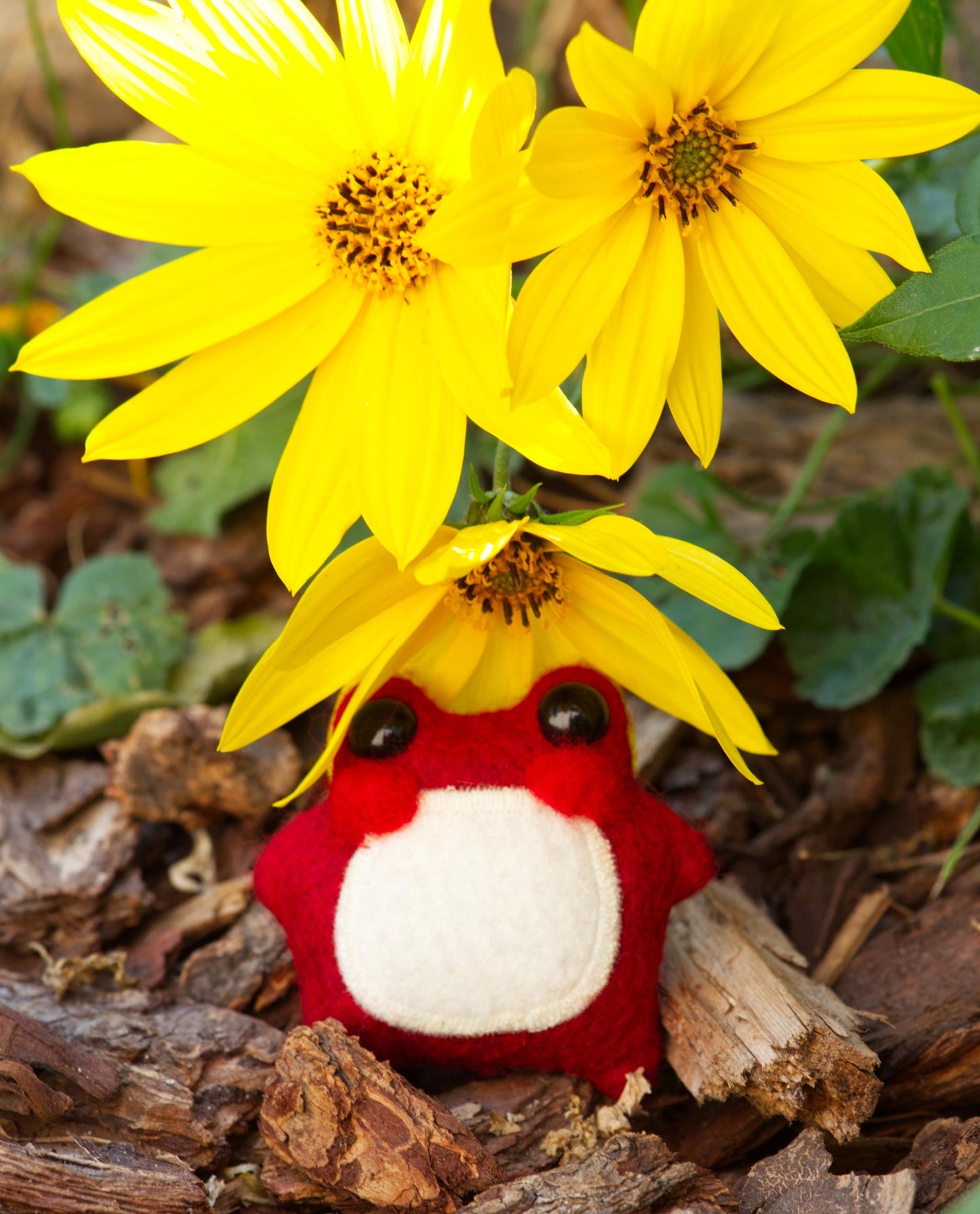 Pixie the Mushroom Pocket Frog