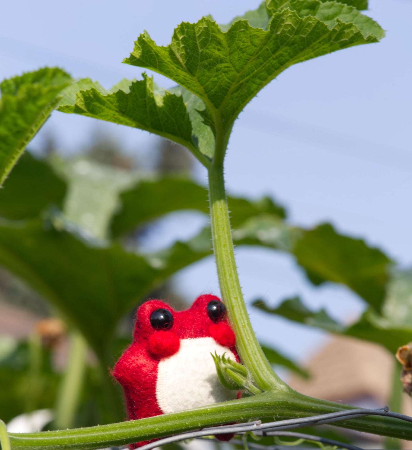 Pixie the Mushroom Pocket Frog