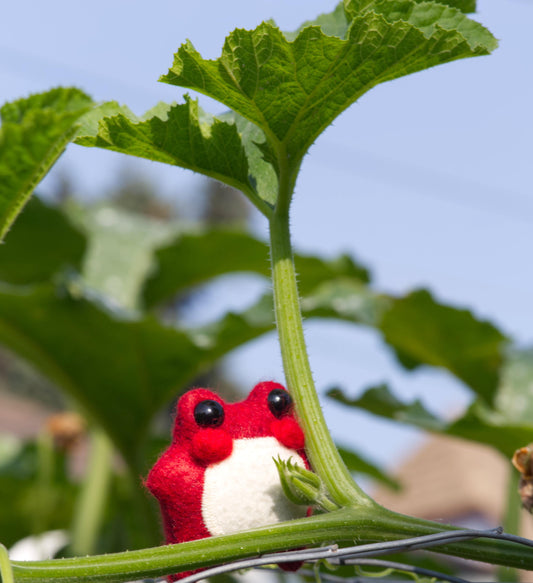 Pixie the Mushroom Pocket Frog