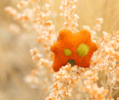 Pumpkin the Pocket Frog