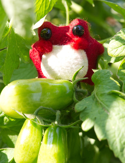 Pixie the Mushroom Pocket Frog