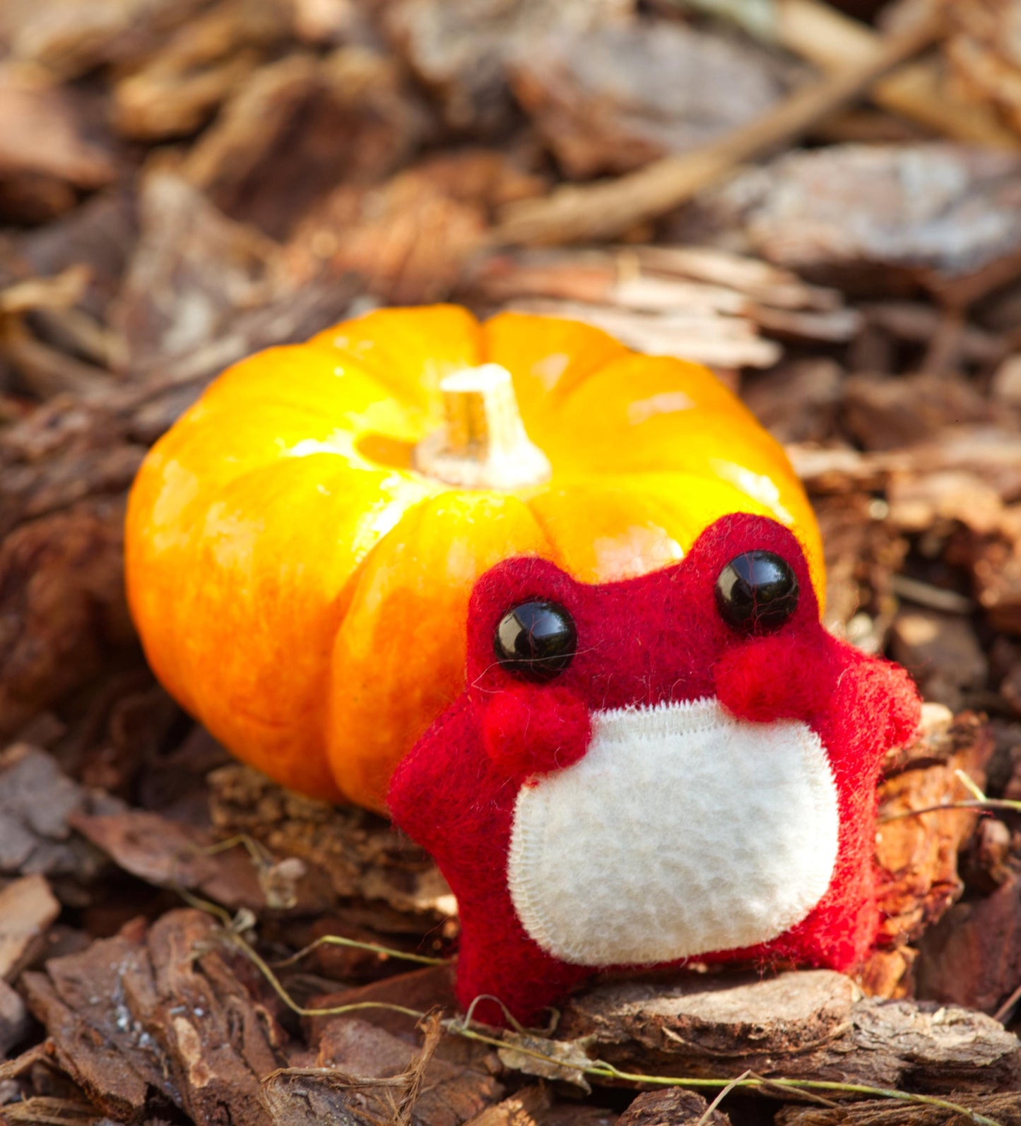 Pixie the Mushroom Pocket Frog