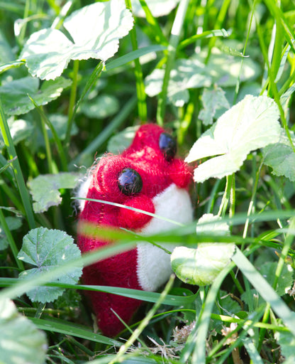 Pixie the Mushroom Pocket Frog